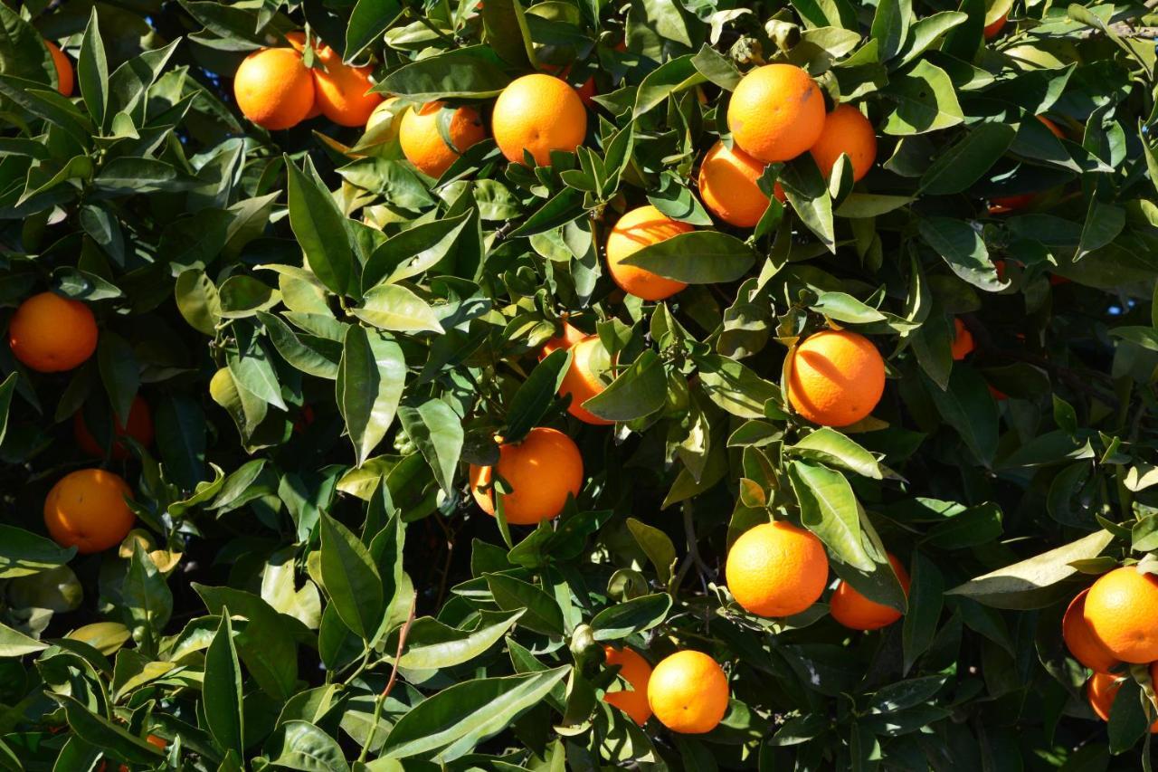 Finca Maroma Villa Cómpeta Eksteriør bilde
